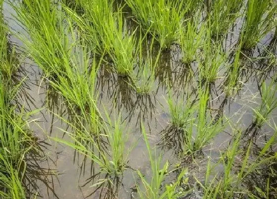 植物常识问题|水稻灌浆期如何增产（水稻灌浆期水肥管理注意事项）