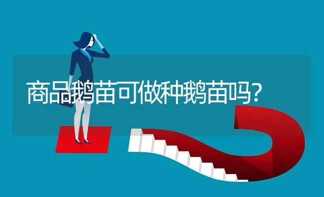 商品鹅苗可做种鹅苗吗? | 养殖问题解答