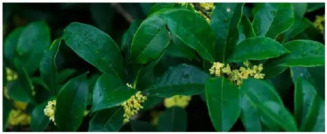 小叶檀香桂花的特点 | 农业常识