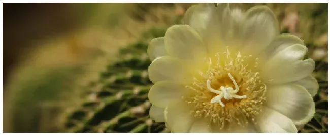 仙人掌花的特点 | 三农答疑