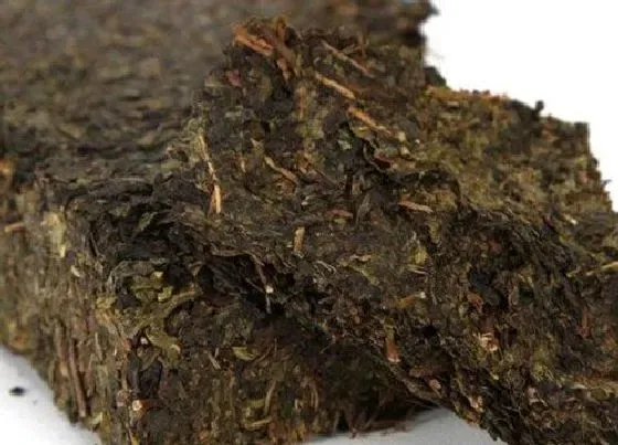 植物常识问题|安化黑茶的功效与作用