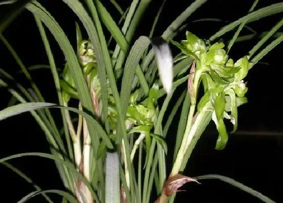 植物常识问题|兰花配制植料都有哪些秘诀