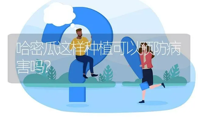 哈密瓜这样种植可以预防病害吗? | 养殖问题解答