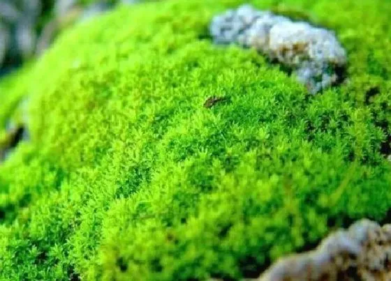植物常识问题|兰花养护中护盆的选择
