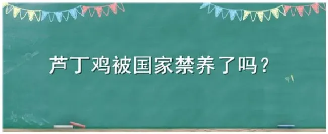 芦丁鸡被国家禁养了吗 | 三农答疑