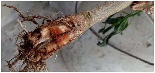 根腐病用什么杀菌剂 | 生活常识