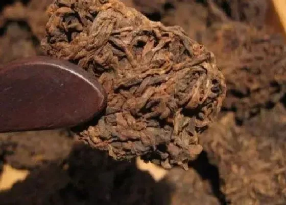 植物常识问题|普洱茶属于什么茶种 喝普洱茶有什么样的功效与作用