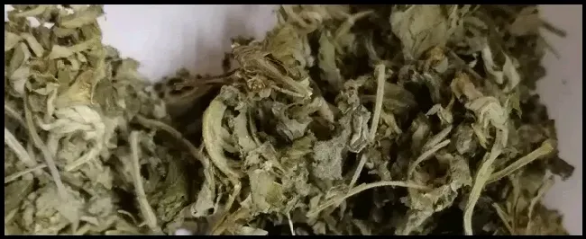 艾种植一亩投资多少钱 | 三农答疑