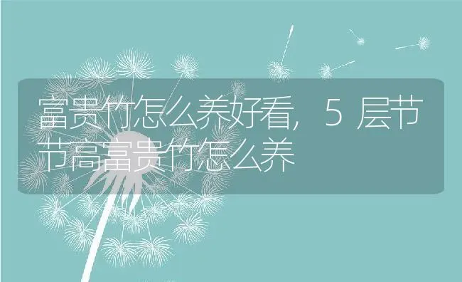 富贵竹怎么养好看,5层节节高富贵竹怎么养 | 养殖常见问题