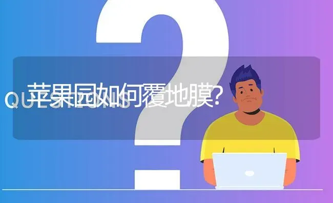 苹果园如何覆地膜? | 养殖问题解答