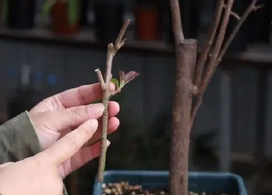 植物常识问题|如何给三角梅做扦插
