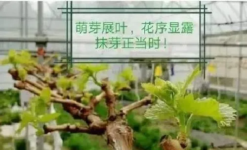 植物常识问题|葡萄什么时候开始抹芽和摘心（葡萄怎么抹芽留营养枝）