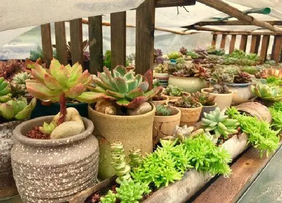 植物常识问题|用什么植料养护多肉长得好