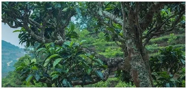 茶树分布在我国哪里 | 科普知识