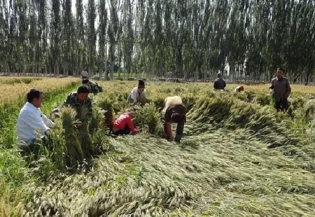 植物常识问题|造成小麦倒伏的主要原因有哪些（冬小麦倒伏怎么回事）