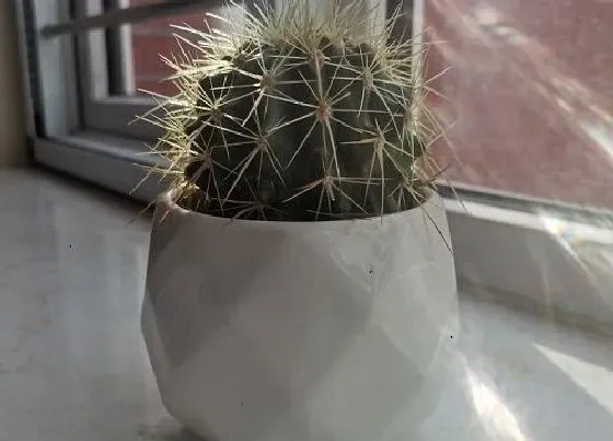 植物常识问题|仙人球为什么不开花