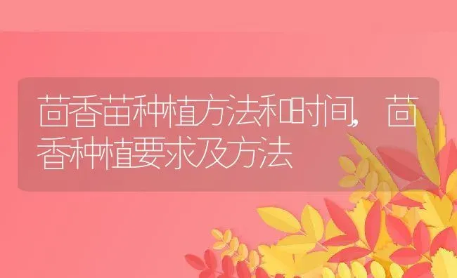 茴香苗种植方法和时间,茴香种植要求及方法 | 养殖常见问题