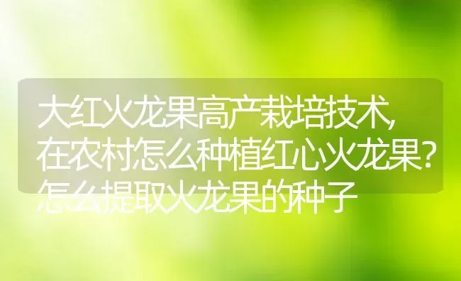 大红火龙果高产栽培技术,在农村怎么种植红心火龙果？怎么提取火龙果的种子 | 养殖常见问题