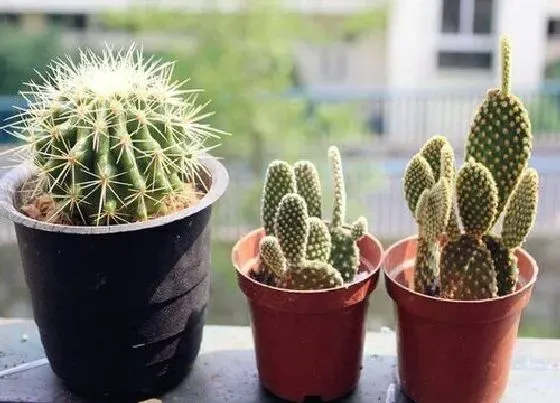 植物常识问题|仙人球为什么不开花