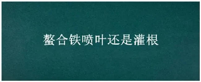 螯合铁喷叶还是灌根 | 农业答疑