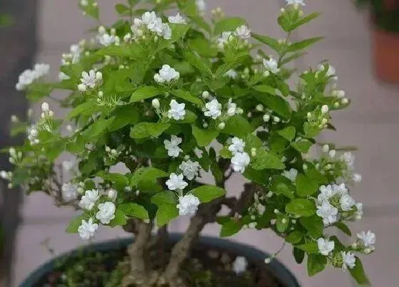植物常识问题|夏天怎么养茉莉长势旺盛