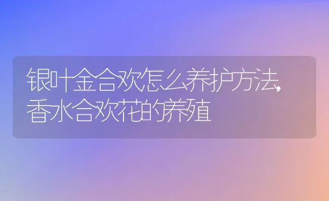 银叶金合欢怎么养护方法,香水合欢花的养殖 | 养殖常见问题