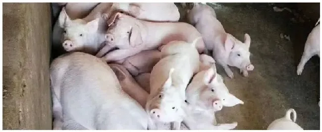 母猪在怀孕期不能做哪些疫苗母猪难产处理方法及产后处理方法 | 农业常识