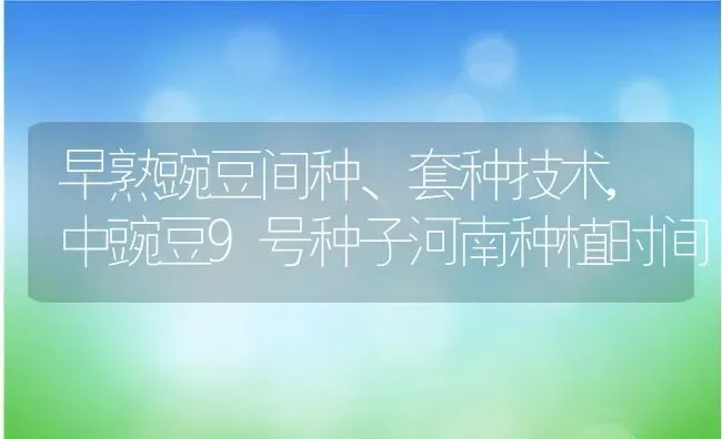 早熟豌豆间种、套种技术,中豌豆9号种子河南种植时间 | 养殖常见问题