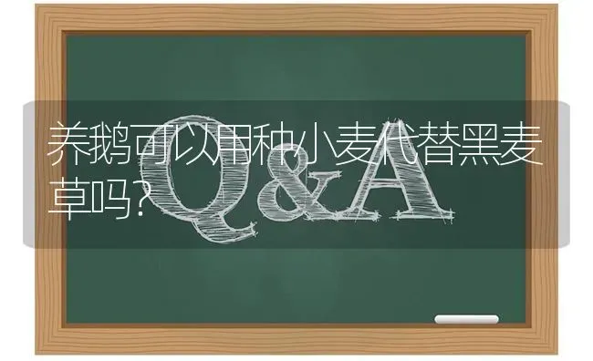 养鹅可以用种小麦代替黑麦草吗? | 养殖问题解答