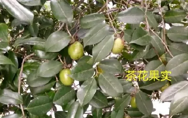 植物常识问题|花凤仙和茶花是一种植物吗（哪个更适合扦插繁殖）