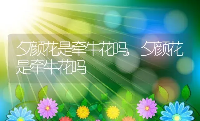 夕颜花是牵牛花吗,夕颜花是牵牛花吗 | 养殖常见问题