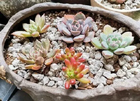 植物常识问题|多肉一直掉叶子是什么原因导致的