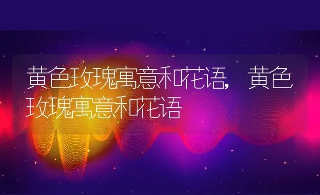 黄色玫瑰寓意和花语,黄色玫瑰寓意和花语 | 养殖常见问题