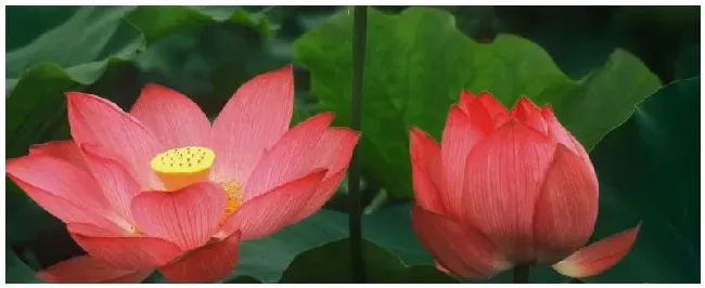 荷花是什么颜色的？荷花有什么颜色 | 农业答疑