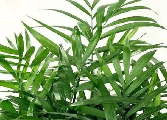 植物常识问题|散尾葵夏天如何养护新叶不断长出