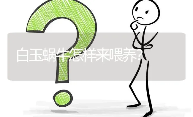 白玉蜗牛怎样来喂养? | 养殖问题解答