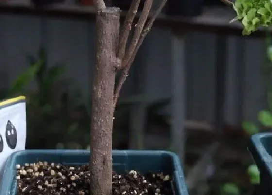 植物常识问题|如何给三角梅做扦插
