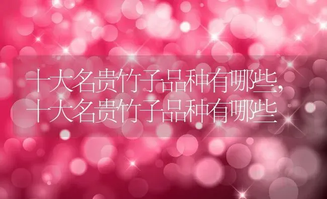 十大名贵竹子品种有哪些,十大名贵竹子品种有哪些 | 养殖常见问题