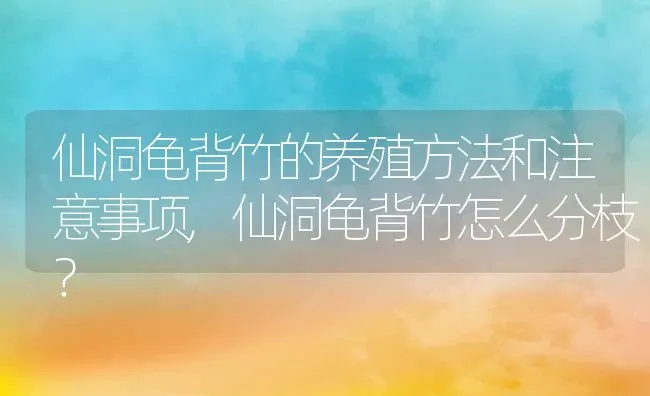 仙洞龟背竹的养殖方法和注意事项,仙洞龟背竹怎么分枝？ | 养殖常见问题