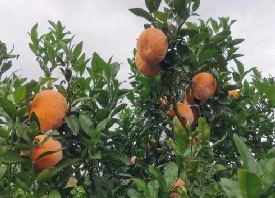 植物常识问题|沃柑叶子全掉光了是什么原因（沃柑叶子干枯掉落怎么回事）