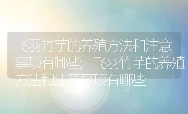 飞羽竹芋的养殖方法和注意事项有哪些,飞羽竹芋的养殖方法和注意事项有哪些 | 养殖常见问题