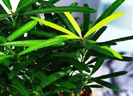 植物常识问题|散尾葵夏天如何养护新叶不断长出