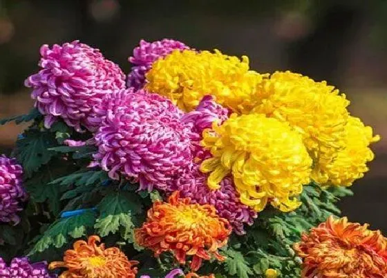 植物常识问题|雏菊和菊花的区别