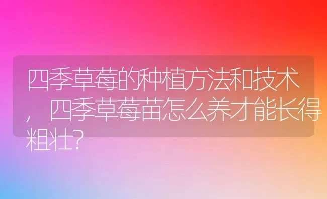 四季草莓的种植方法和技术,四季草莓苗怎么养才能长得粗壮？ | 养殖常见问题