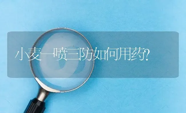 小麦一喷三防如何用药? | 养殖问题解答