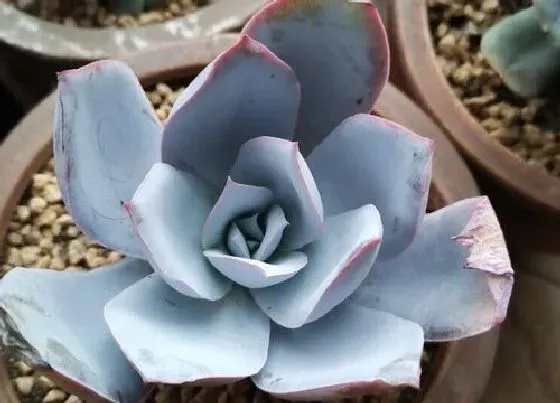 植物常识问题|适合送人的多肉植物