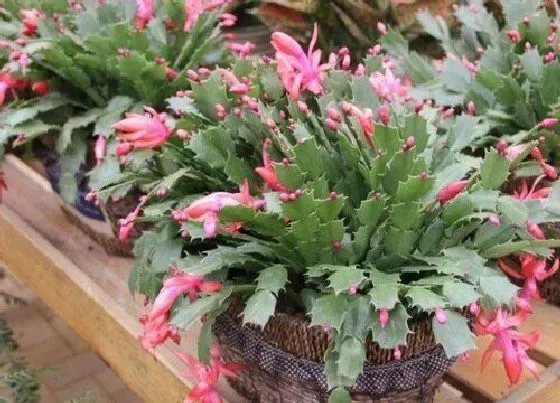 植物常识问题|春天蟹爪兰的养殖方法和注意事项（春季养护技巧）