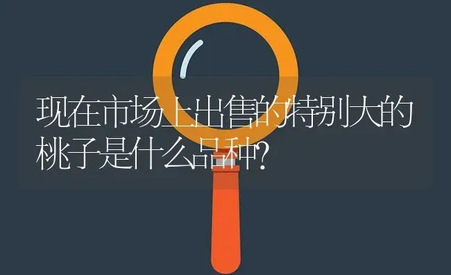 现在市场上出售的特别大的桃子是什么品种? | 养殖问题解答