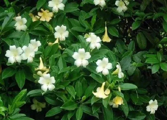 植物常识问题|怎样养殖才能让非洲茉莉开花呢