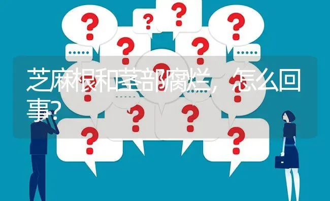 芝麻根和茎部腐烂,怎么回事? | 养殖问题解答